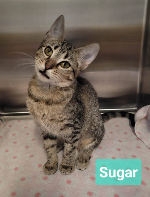Photo 2 of Sugar