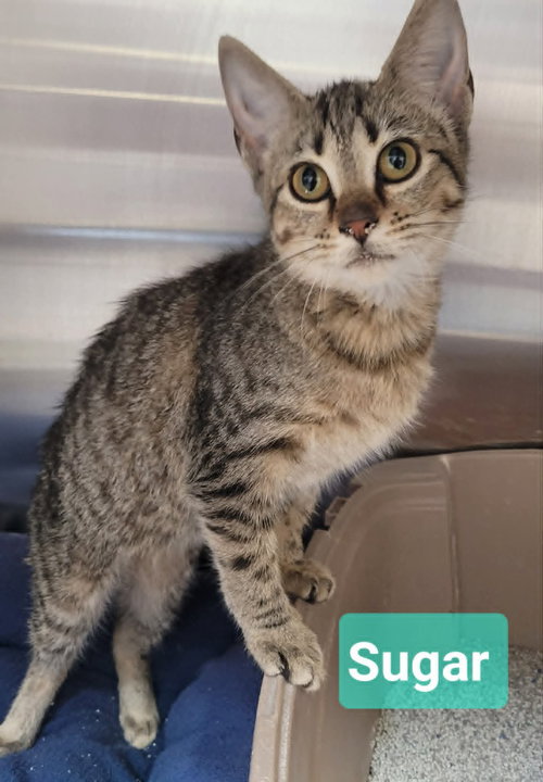 Photo 4 of Sugar
