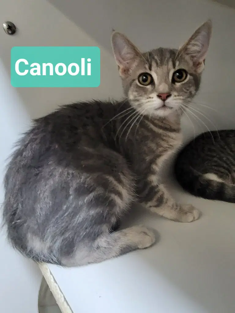 Canooli image 4