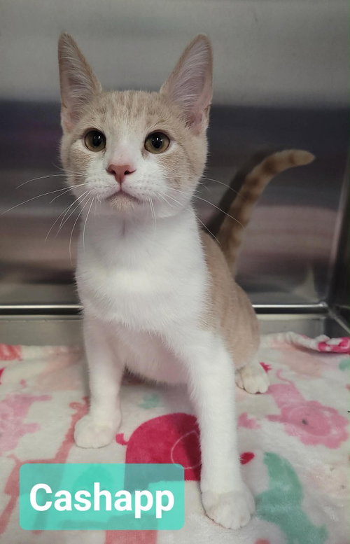 picture of the cat needing adoption