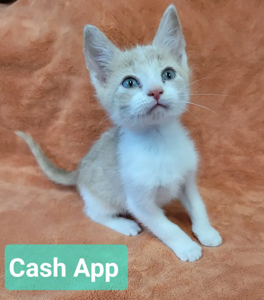 Cash App image 4