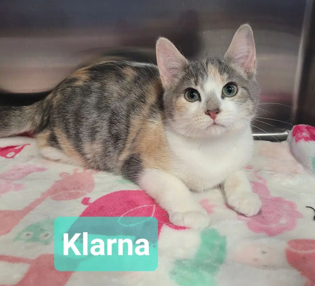 Klarna - Domestic Short Hair