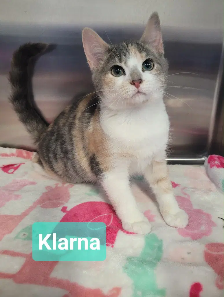 Klarna image 2
