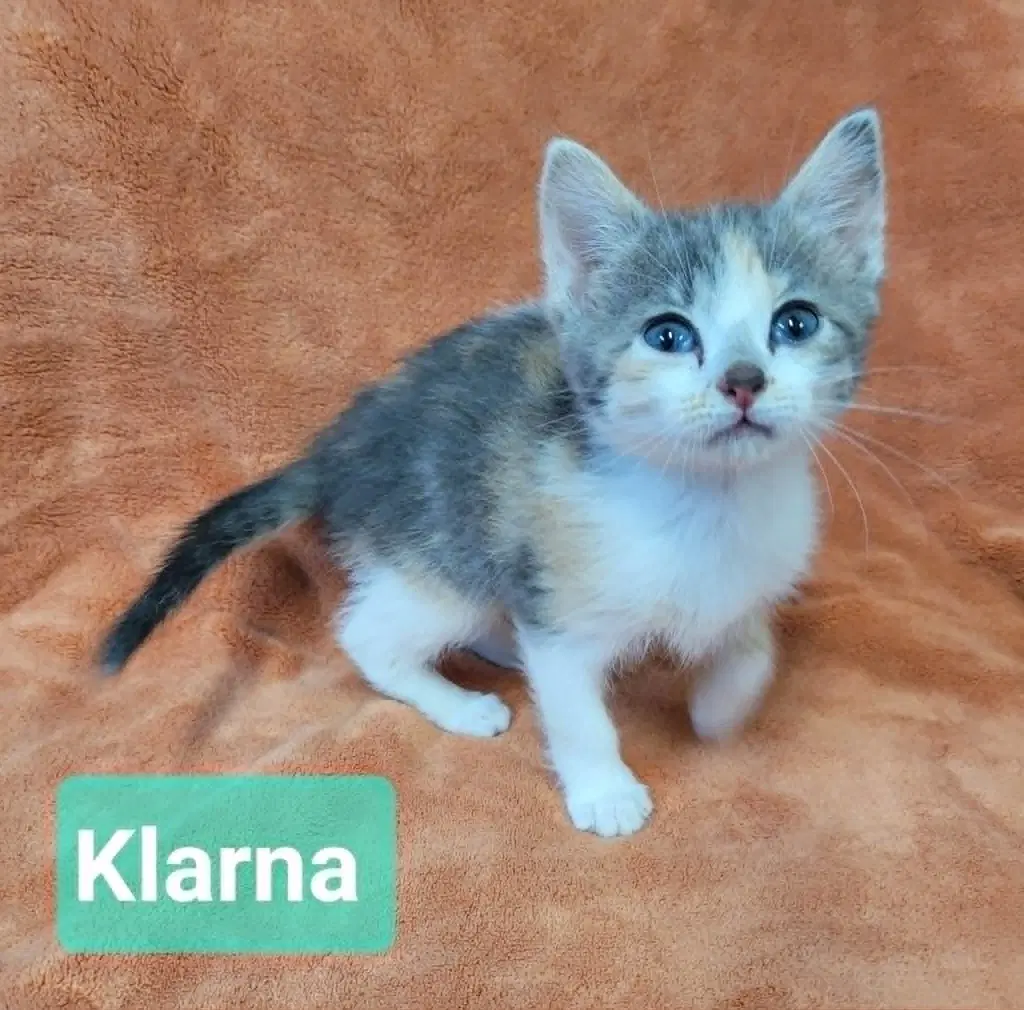 Klarna image 3