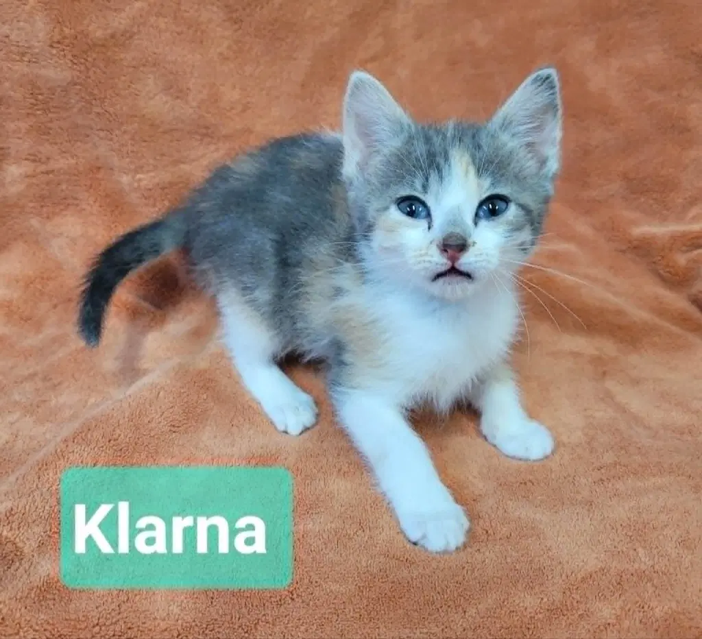 Klarna image 4