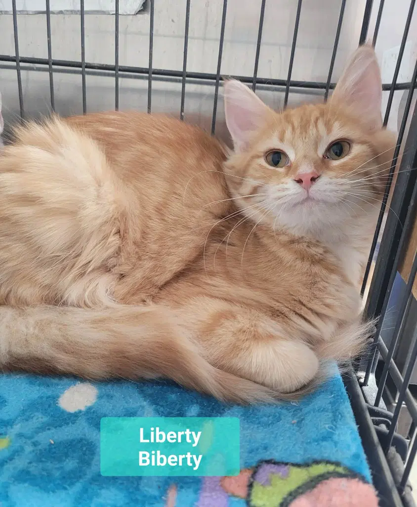 Liberty Biberty - Domestic Medium Hair