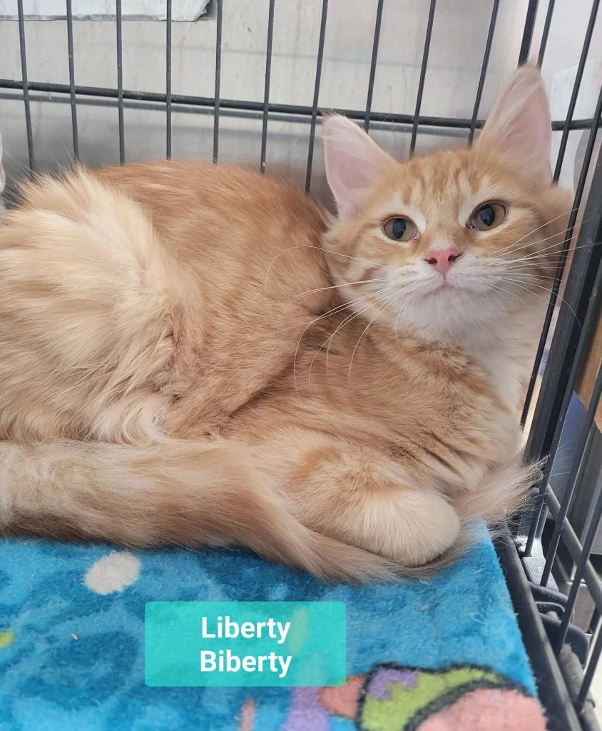 Liberty Biberty
