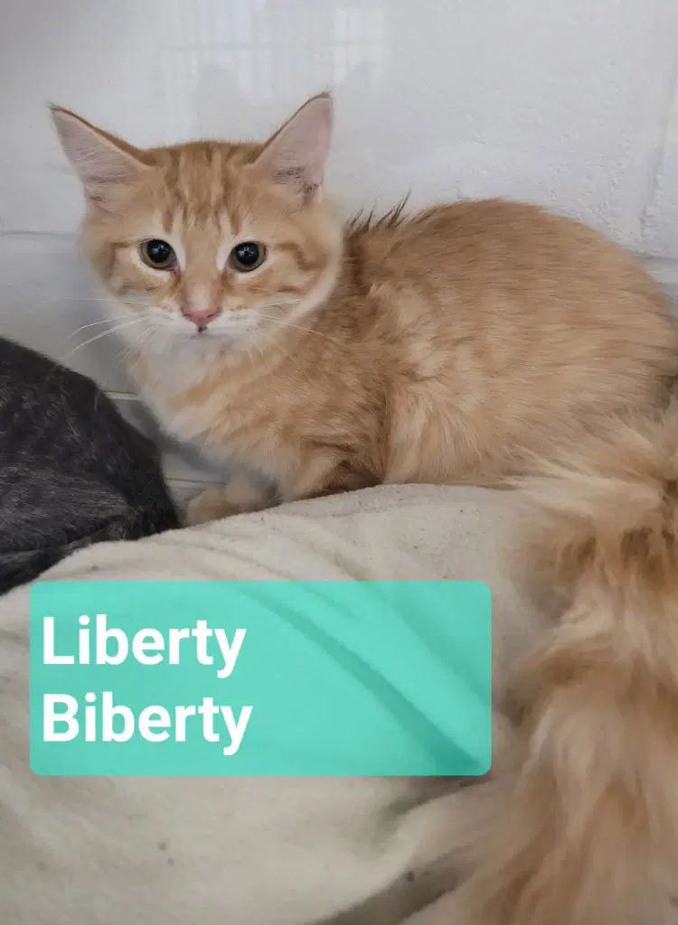 Liberty Biberty image 3