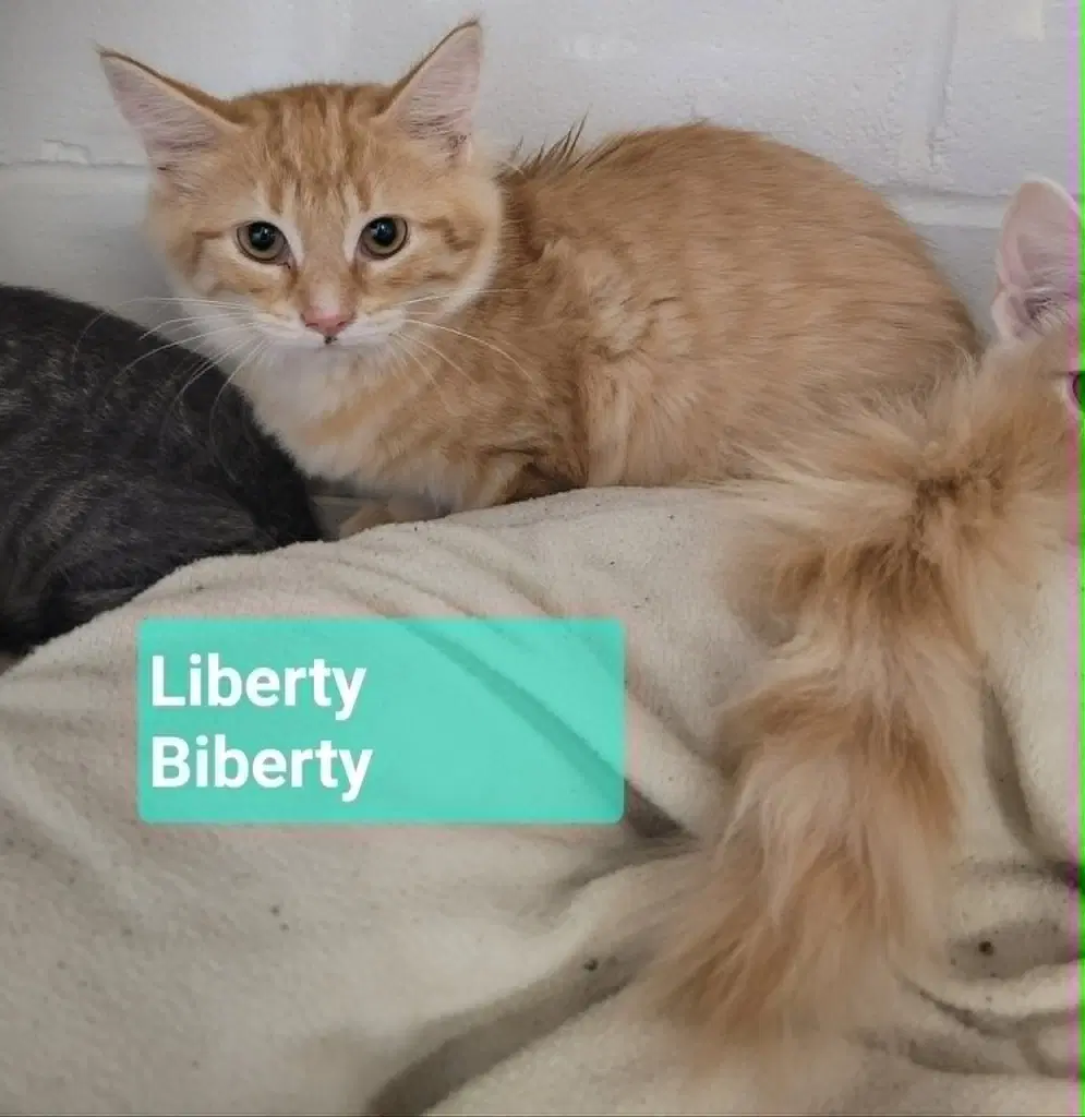 Liberty Biberty image 4