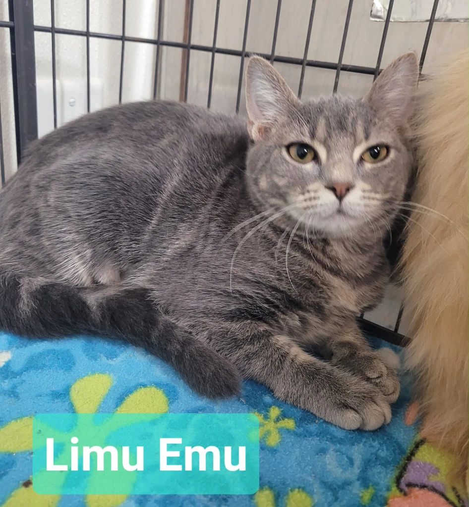 Limu Emu