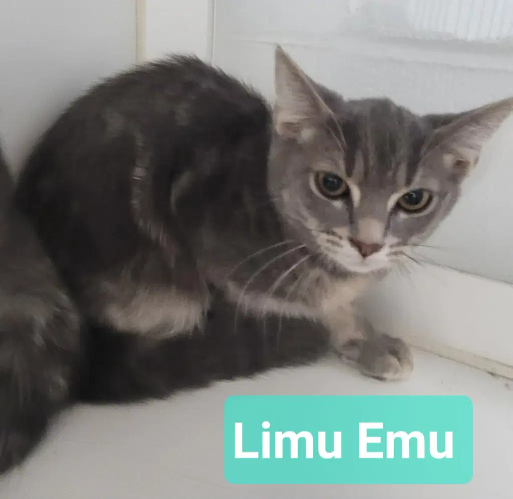 Limu Emu image 3