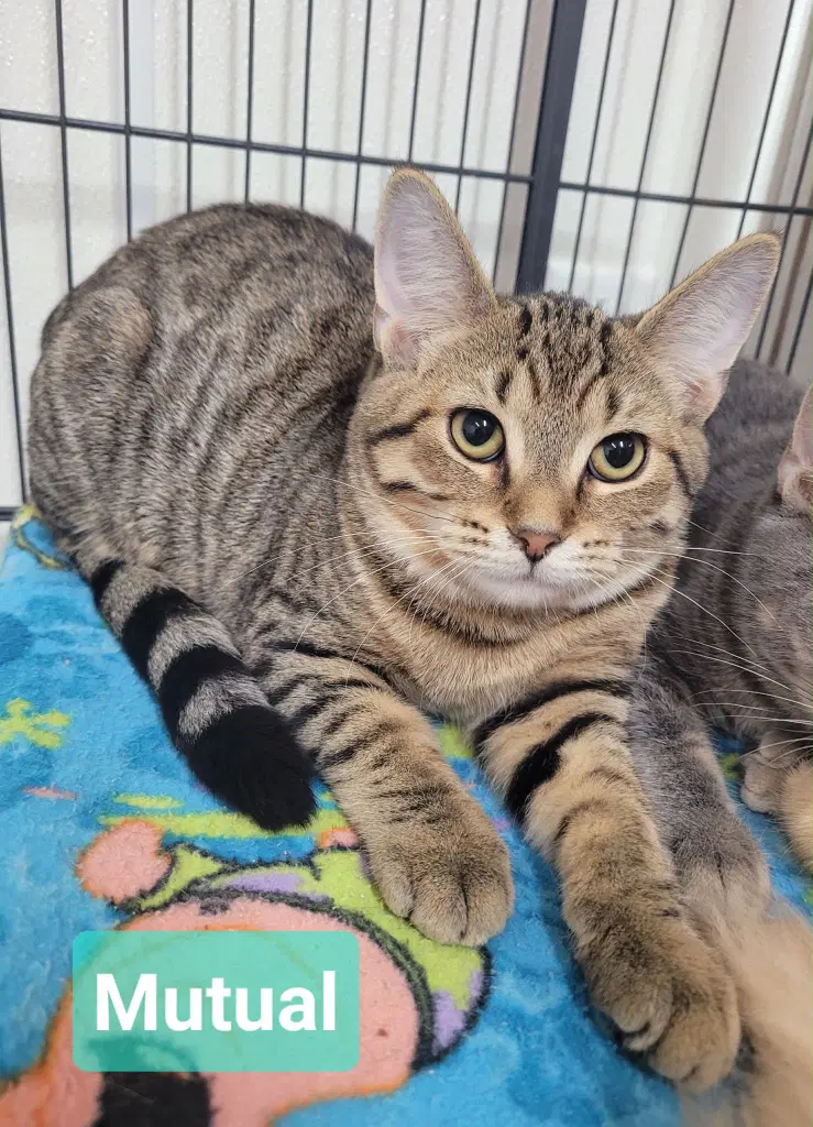 Mutual - Domestic Short Hair
