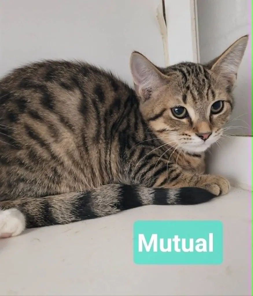 Mutual image 4