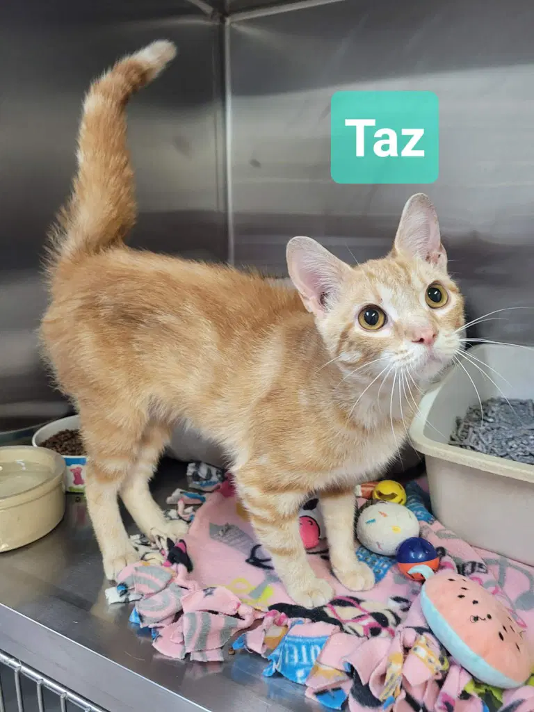 Taz - Domestic Short Hair