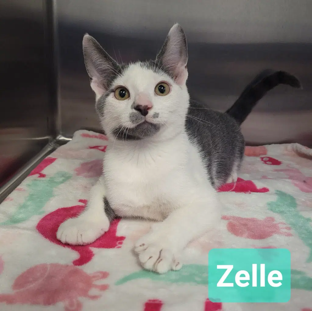 Zelle - Domestic Short Hair