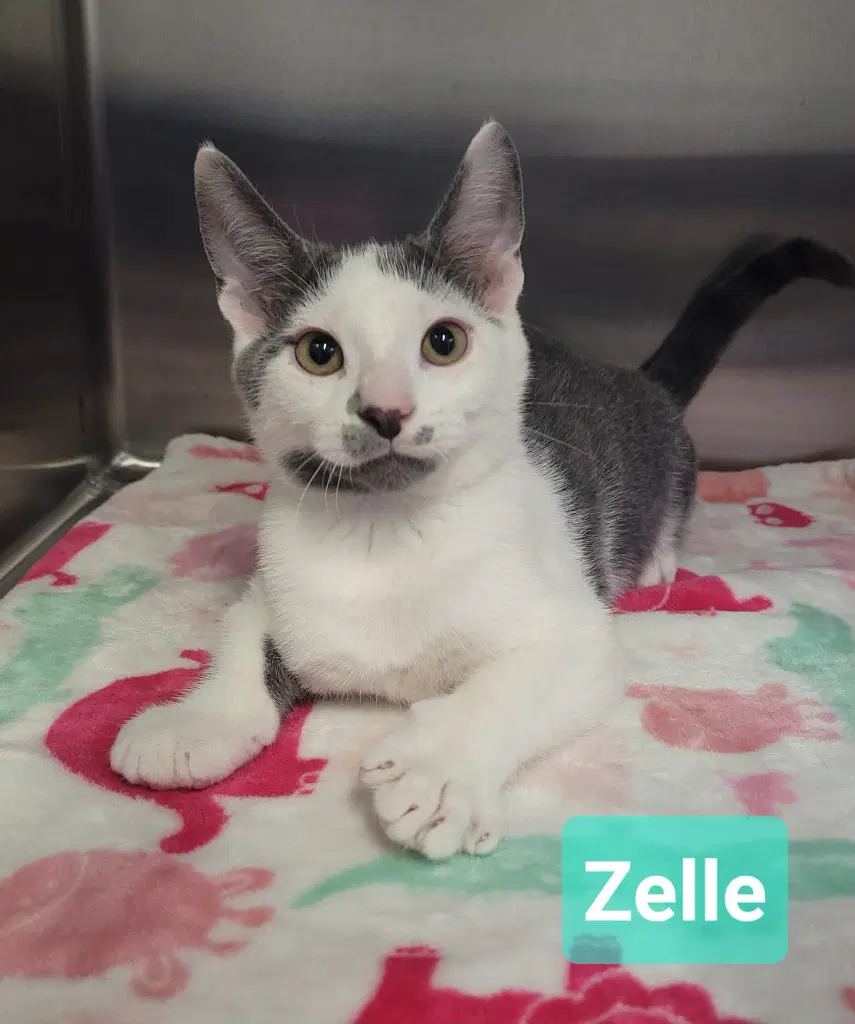 Zelle image 2