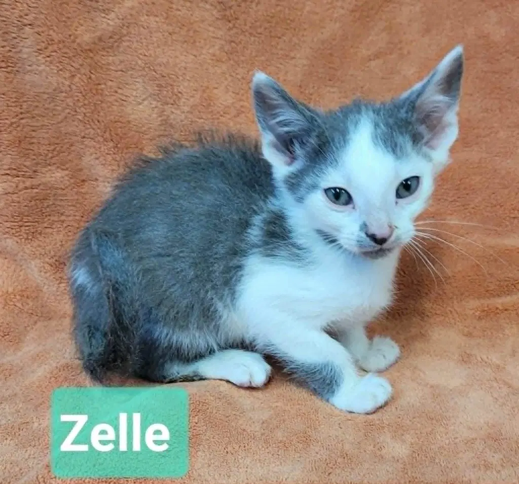 Zelle image 3