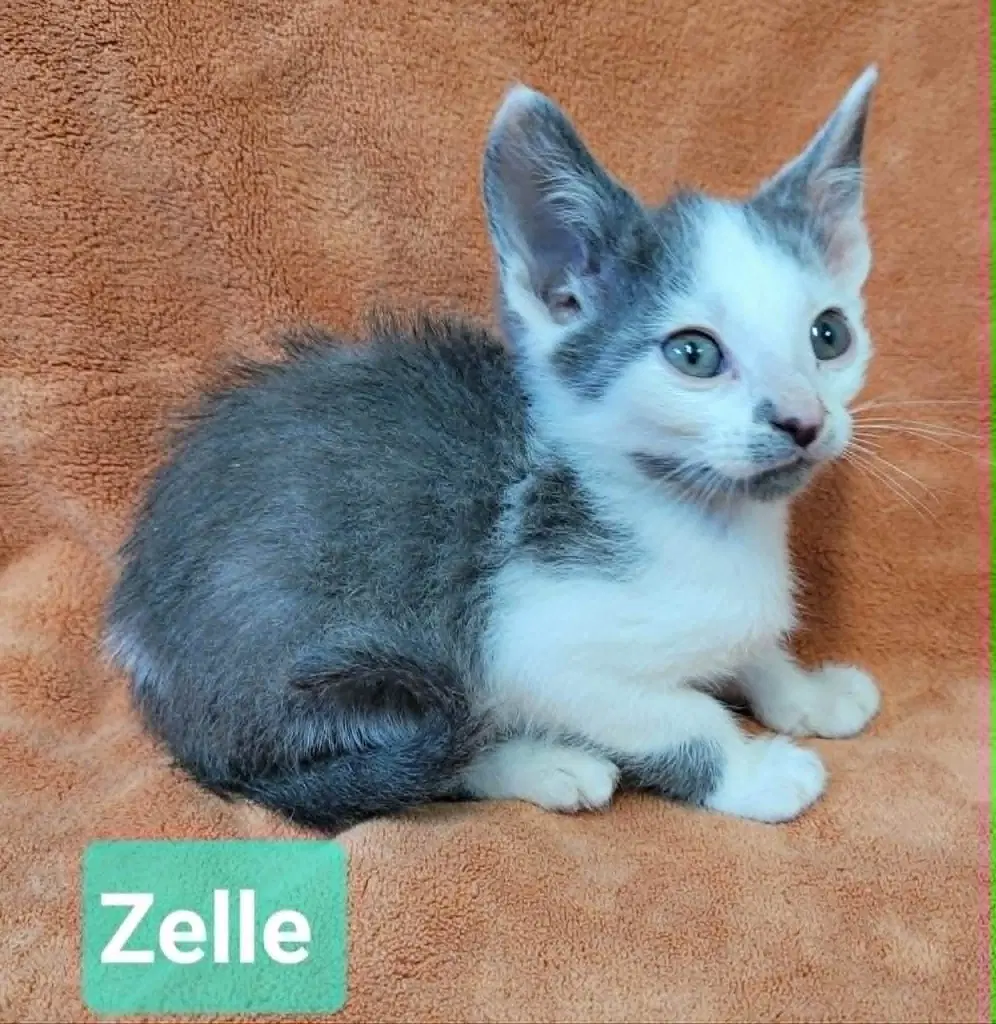 Zelle image 4