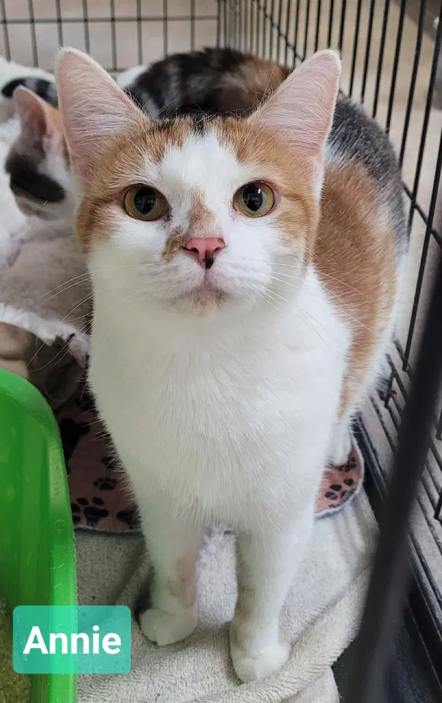 Annie - Domestic Short Hair