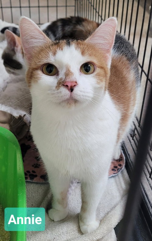 picture of the cat needing adoption