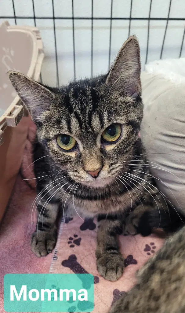 Momma - Domestic Short Hair