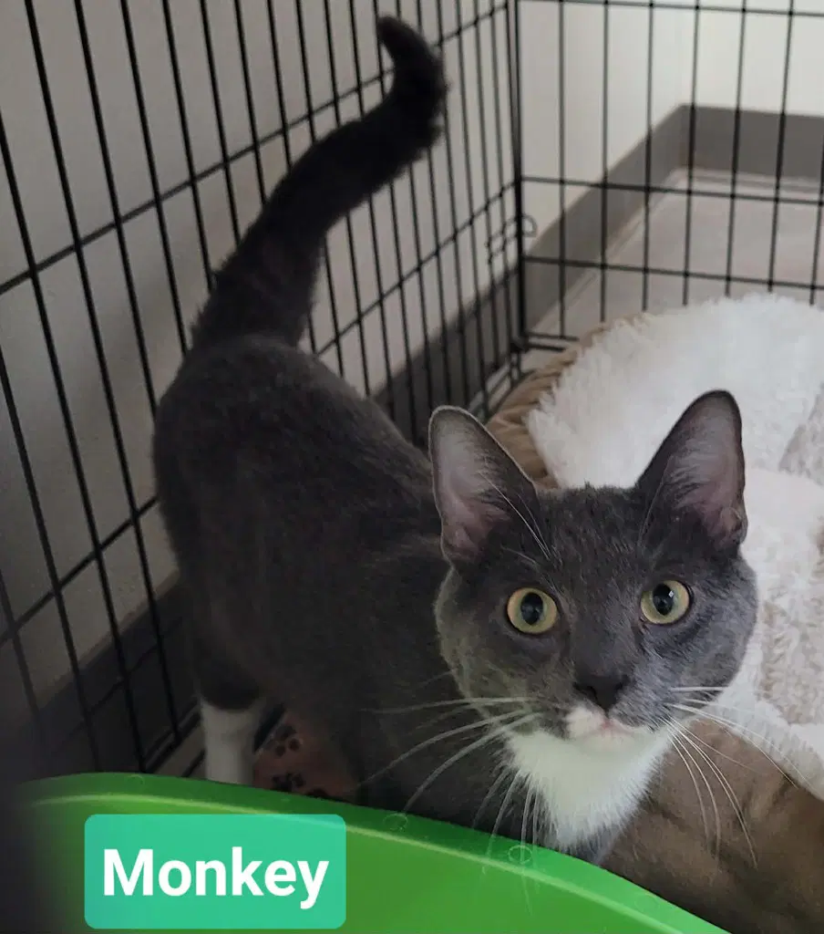 Monkey - Domestic Short Hair