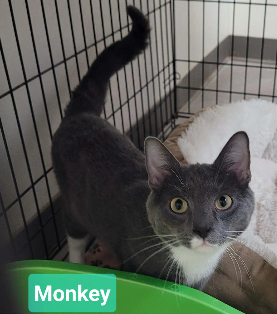 Monkey
