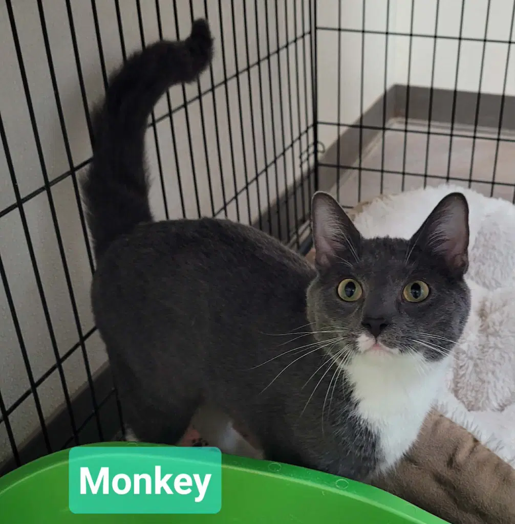 Monkey image 2