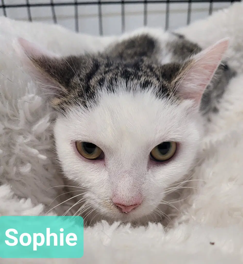 Sophie - Domestic Short Hair
