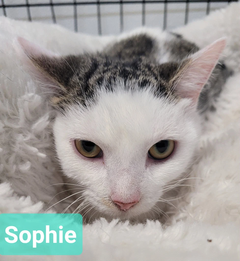 Sophie