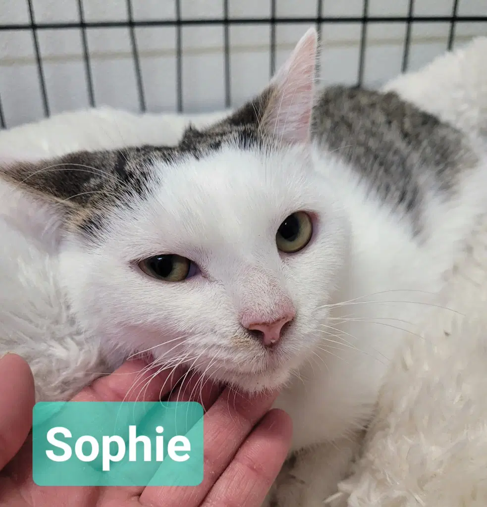 Sophie image 2