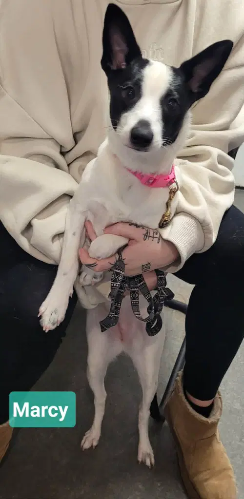 Marcy - Jack Russell Terrier