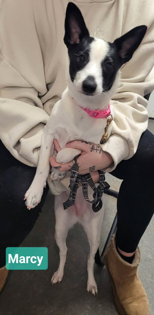 picture of the dog needing adoption