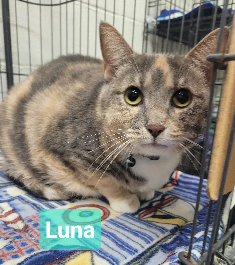 Luna image 2