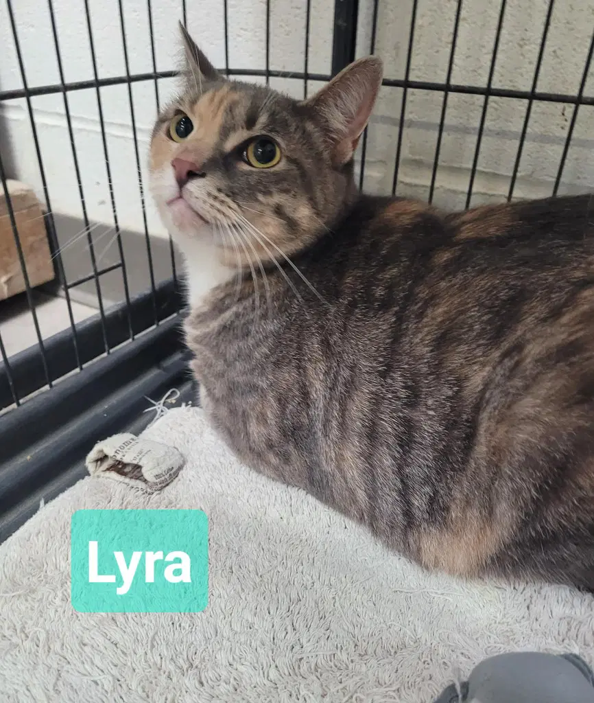 Lyra - Domestic Short Hair