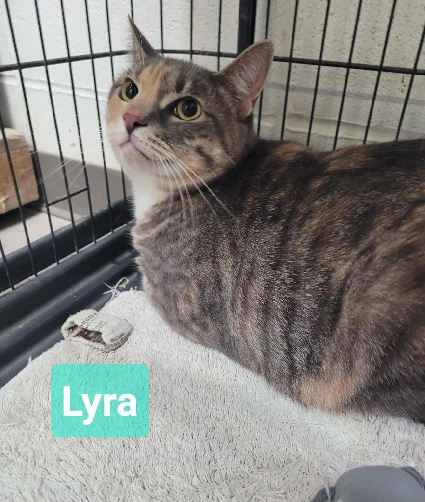 Lyra