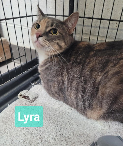 picture of the cat needing adoption