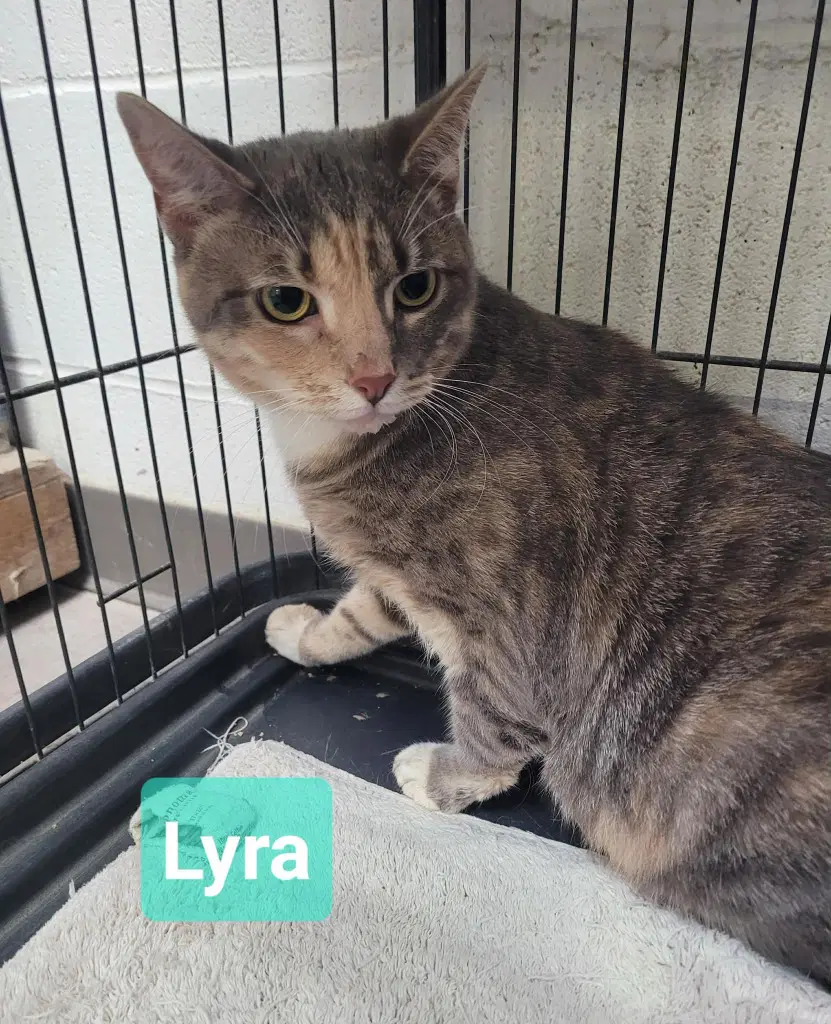 Lyra image 2