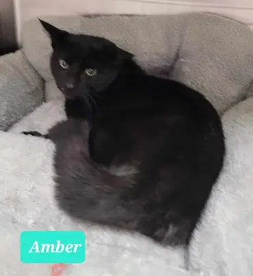 Amber image 4