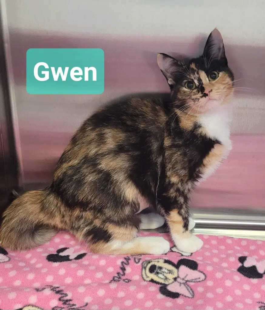 Gwen - Domestic Short Hair