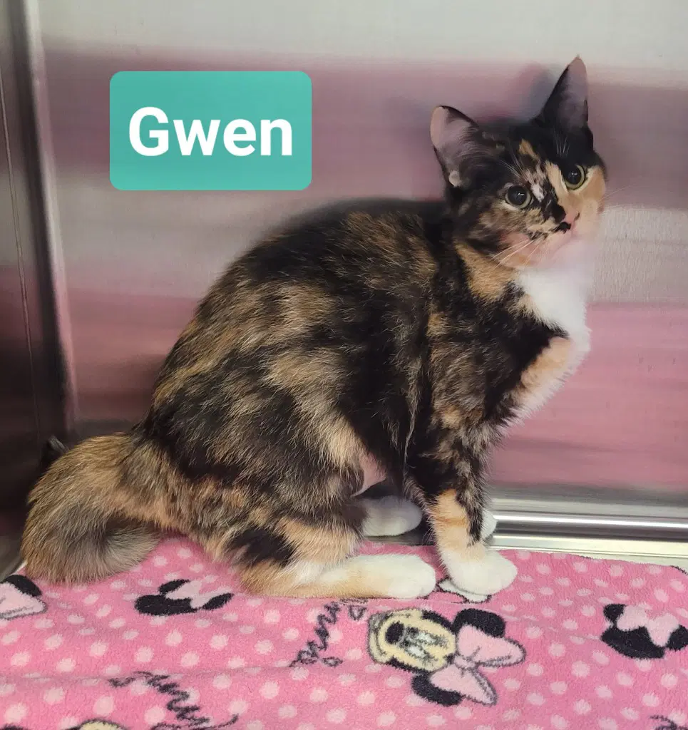 Gwen image 2