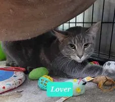 Lover image 1