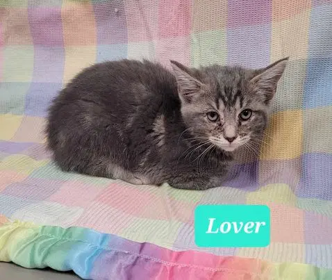Lover image 4