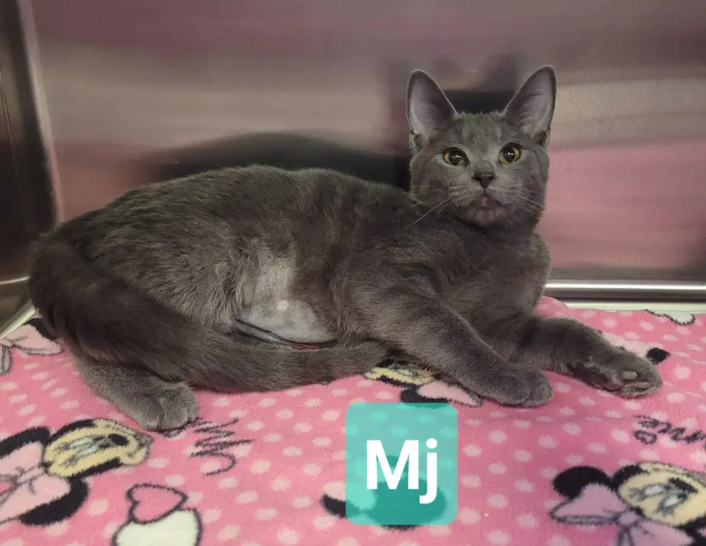 Mj - Domestic Short Hair