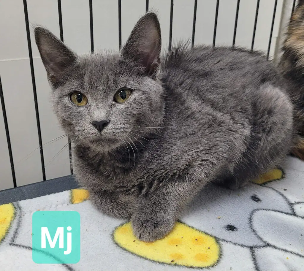 Mj image 3