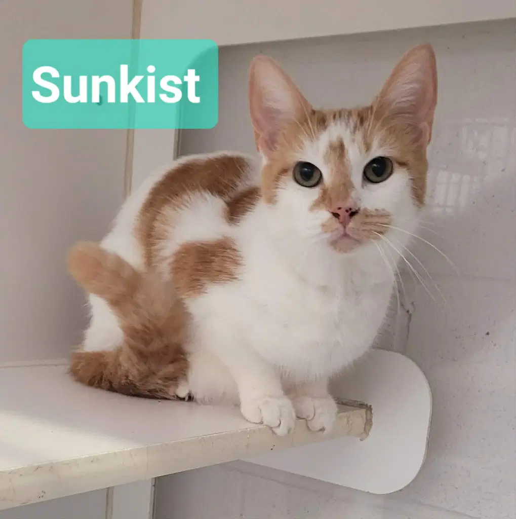 Sunkist - Domestic Short Hair