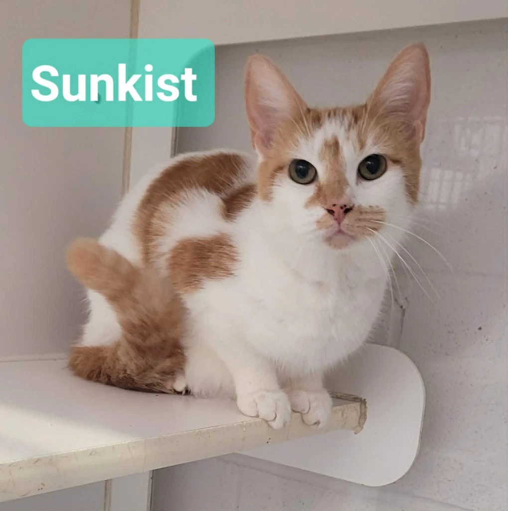 Sunkist