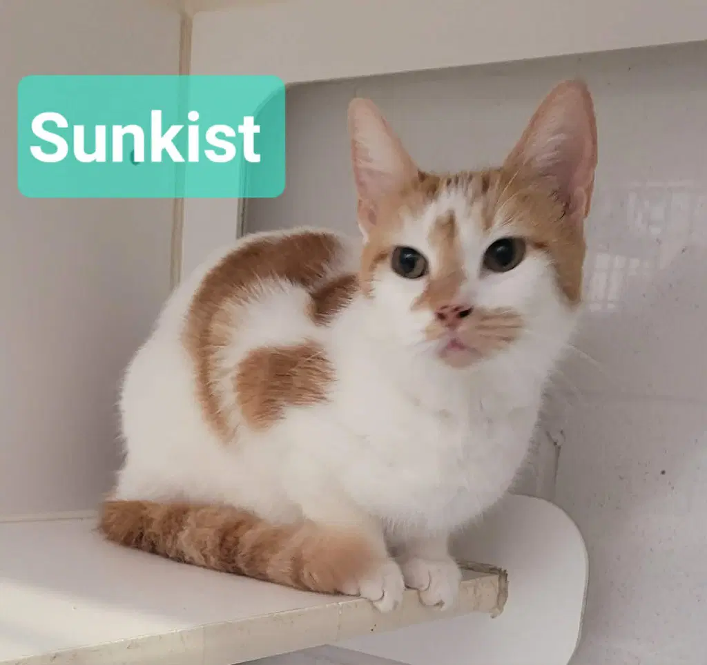 Sunkist image 2
