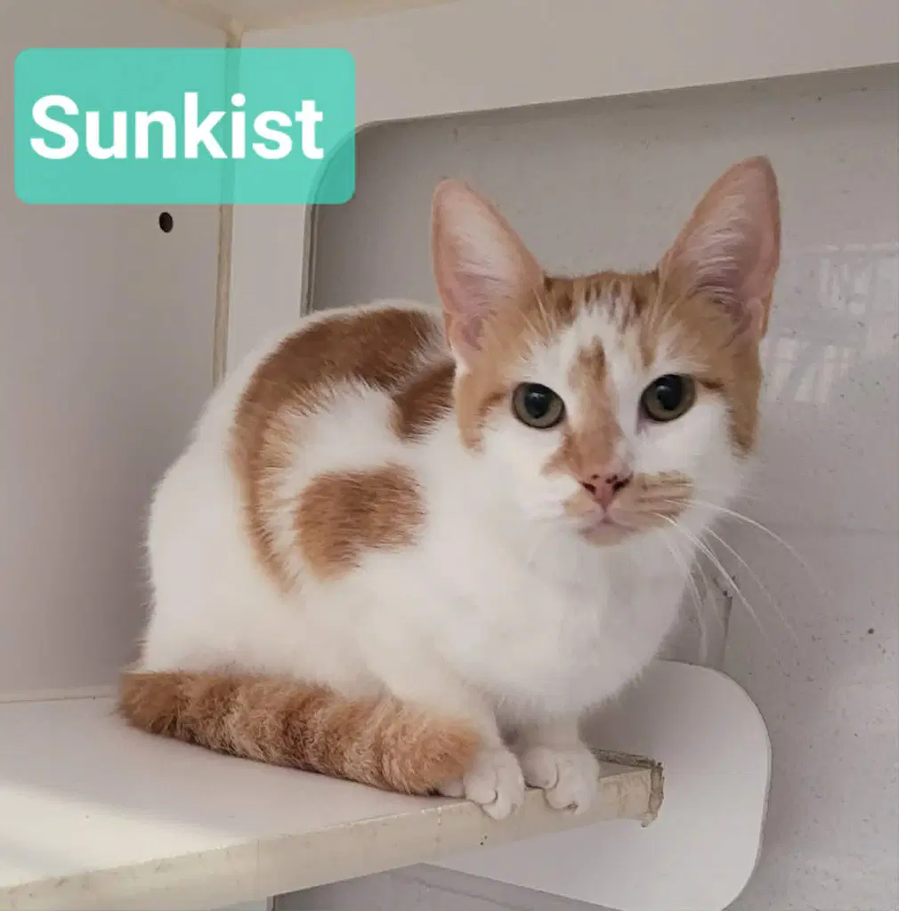 Sunkist image 3