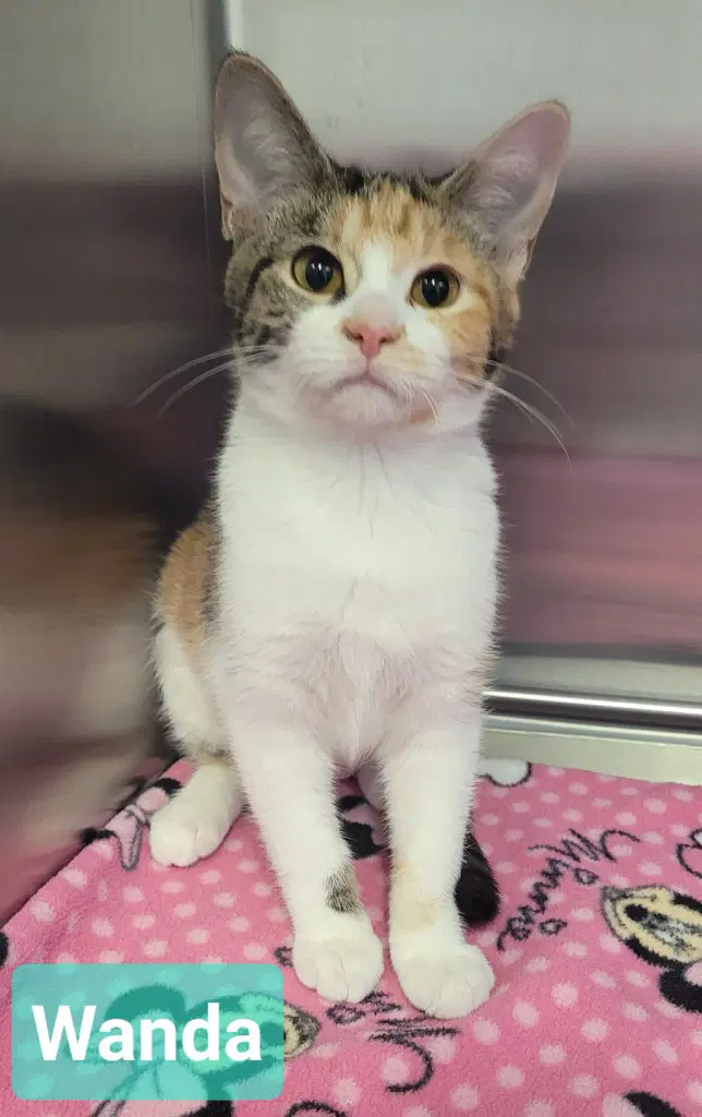 Wanda - Domestic Short Hair